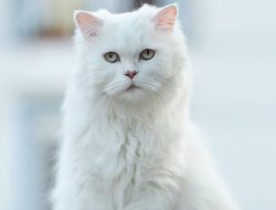 Simak Ini Ciri Khas Kucing Anggora Yang Cocok Dijadikan Hewan Peliharaan Untuk Anak
