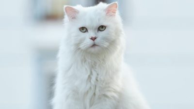 Simak Ini Ciri Khas Kucing Anggora Yang Cocok Dijadikan Hewan Peliharaan Untuk Anak