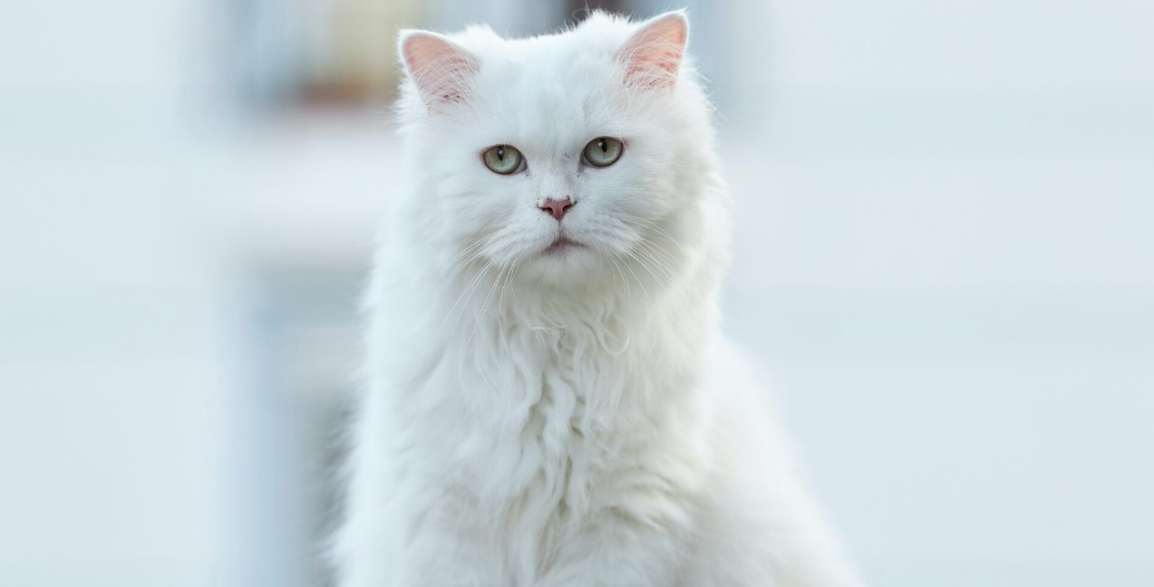 Simak Ini Ciri Khas Kucing Anggora Yang Cocok Dijadikan Hewan Peliharaan Untuk Anak