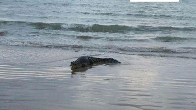 Waspada Ada Buaya di Pesisir Pantai, Pemkot Bandar Lampung Himbau Wisatawan untuk Berhati-Hati