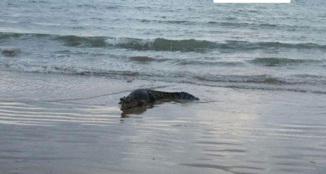 Waspada Ada Buaya di Pesisir Pantai, Pemkot Bandar Lampung Himbau Wisatawan untuk Berhati-Hati