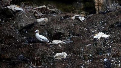 Flu Burung Meluas di Hewan Mamalia, Satu Kasus pada Manusia