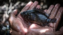Dua Tanaman Ini Ternyata Ampuh Untuk Racun Ikan Secara Alami, Cek Cara Buatnya