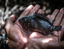 Dua Tanaman Ini Ternyata Ampuh Untuk Racun Ikan Secara Alami, Cek Cara Buatnya
