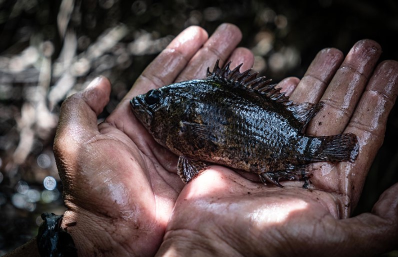 Cara Membuat Racun Ikan Alami dari Tumbuhan, Ramah Lingkungan