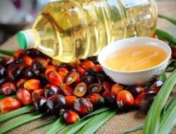 Mantap, Harga CPO Terpantau Alami Kenaikan