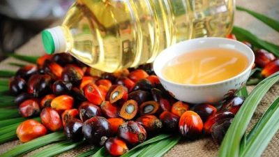 Mantap, Harga CPO Terpantau Alami Kenaikan