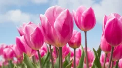 Cek Fungsi Manfaat dan Khasiat Bunga dalam Menjaga Kesehatan Jiwa