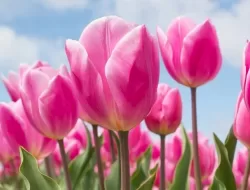 Lebih dari Sekedar Cantik: 8 Manfaat Bunga yang Mengubah Hidup Anda