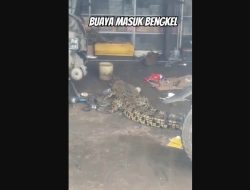 Buaya Masuk Bengkel, Netizen Heboh: “Mau Perbaikan Jok?”
