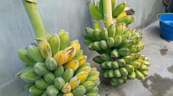 Penasaran? Ragam Jenis Pisang Kepok yang Jarang Diketahui