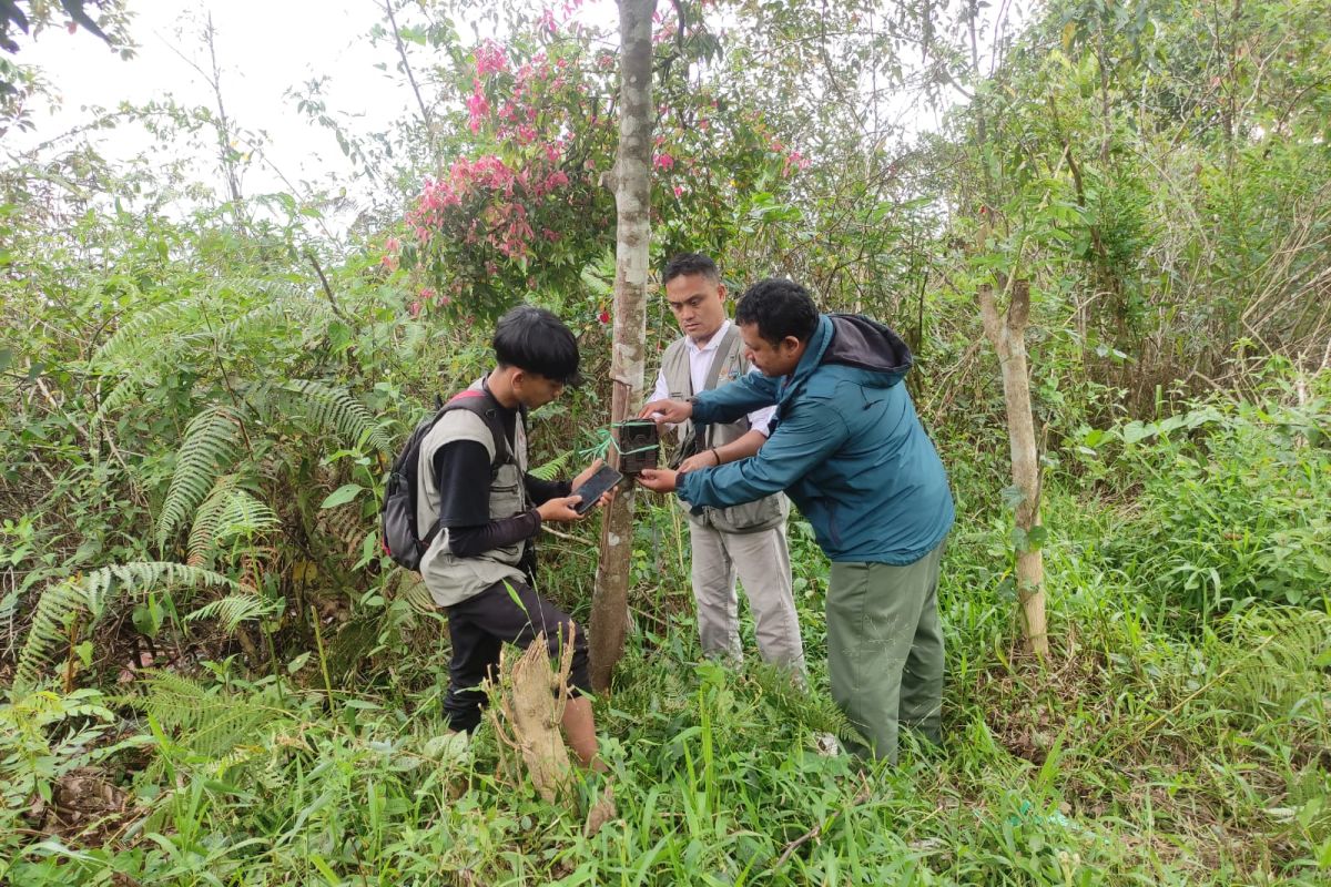 Mengintip Aksi Beruang di Lampung Barat: Tim Pasang Kamera Jebak!