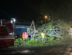 Drama di Lamsel: Pohon Tumbang Hancurkan Warung Makan