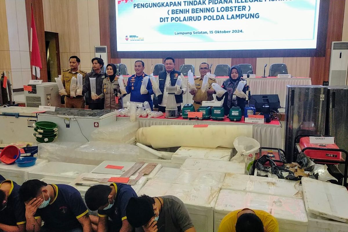 Polda Lampung Ungkap Kejahatan Selundupan Bayi Lobster: KKP Memberikan Apresiasi