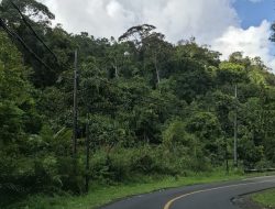 Strategi Pemprov Lampung untuk Meningkatkan Tutupan Hutan dengan Agroforestri