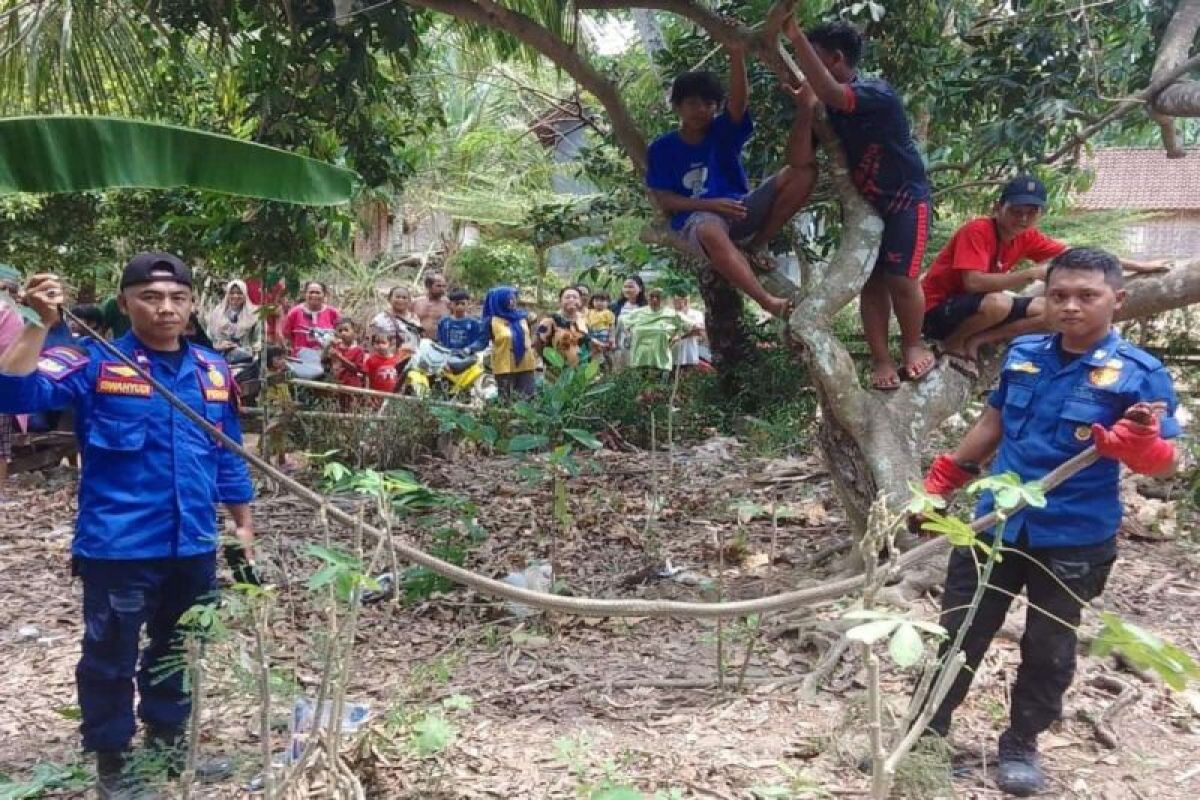 Evakuasi Ular King Cobra Raksasa oleh Tim Damkarmat Lamsel Evakuasi Ular King Cobra Raksasa oleh Tim Damkarmat Lamsel