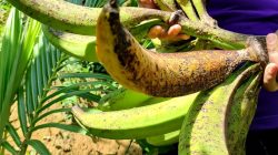 Simak 6 Kandungan Gizi Pisang Tanduk atau Byar Yang Wajib Diketahui