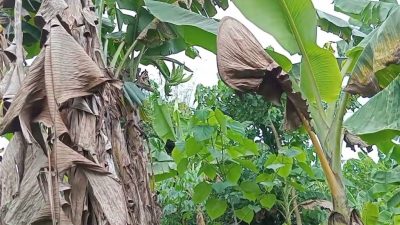Cara Menanam Pisang Byar Tanduk di Halaman Rumah: Panduan Lengkap untuk Pemula