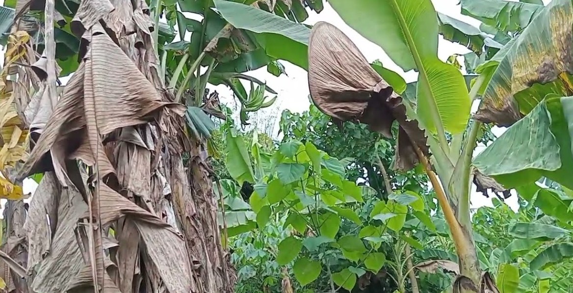 Cara Menanam Pisang Byar Tanduk di Halaman Rumah: Panduan Lengkap untuk Pemula