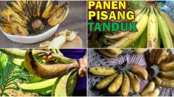 Perbedaan Pisang Byar dengan Pisang Raja dan Pisang Kepok: Mana yang Lebih Berkhasiat??