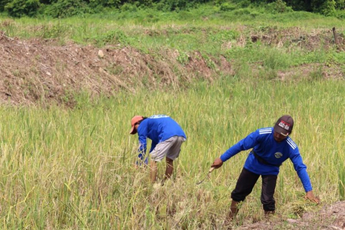 Strategi Pj Gubernur Lampung untuk Meningkatkan Produksi Pangan Melalui Perluasan Lahan Pertanian