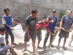 Penyelamatan Dramatis: Tim Evakuasi ular Sanca Raksasa dari Rumah Warga di Lampung Selatan