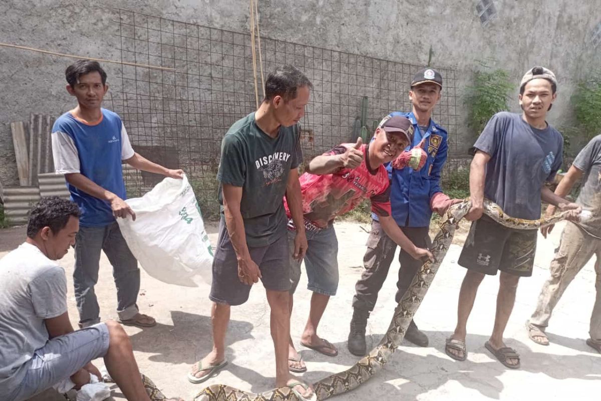 Penyelamatan Dramatis: Tim Evakuasi ular Sanca Raksasa dari Rumah Warga di Lampung Selatan