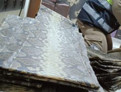 Gagalkan Penyelundupan Kulit ular dan Biawak: Keberhasilan Petugas Gabungan di Bakauheni