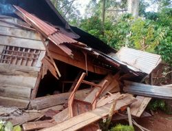Serbuan Kawanan Gajah Liar: Rumah-rumah Warga di Suoh Lampung Barat Hancur