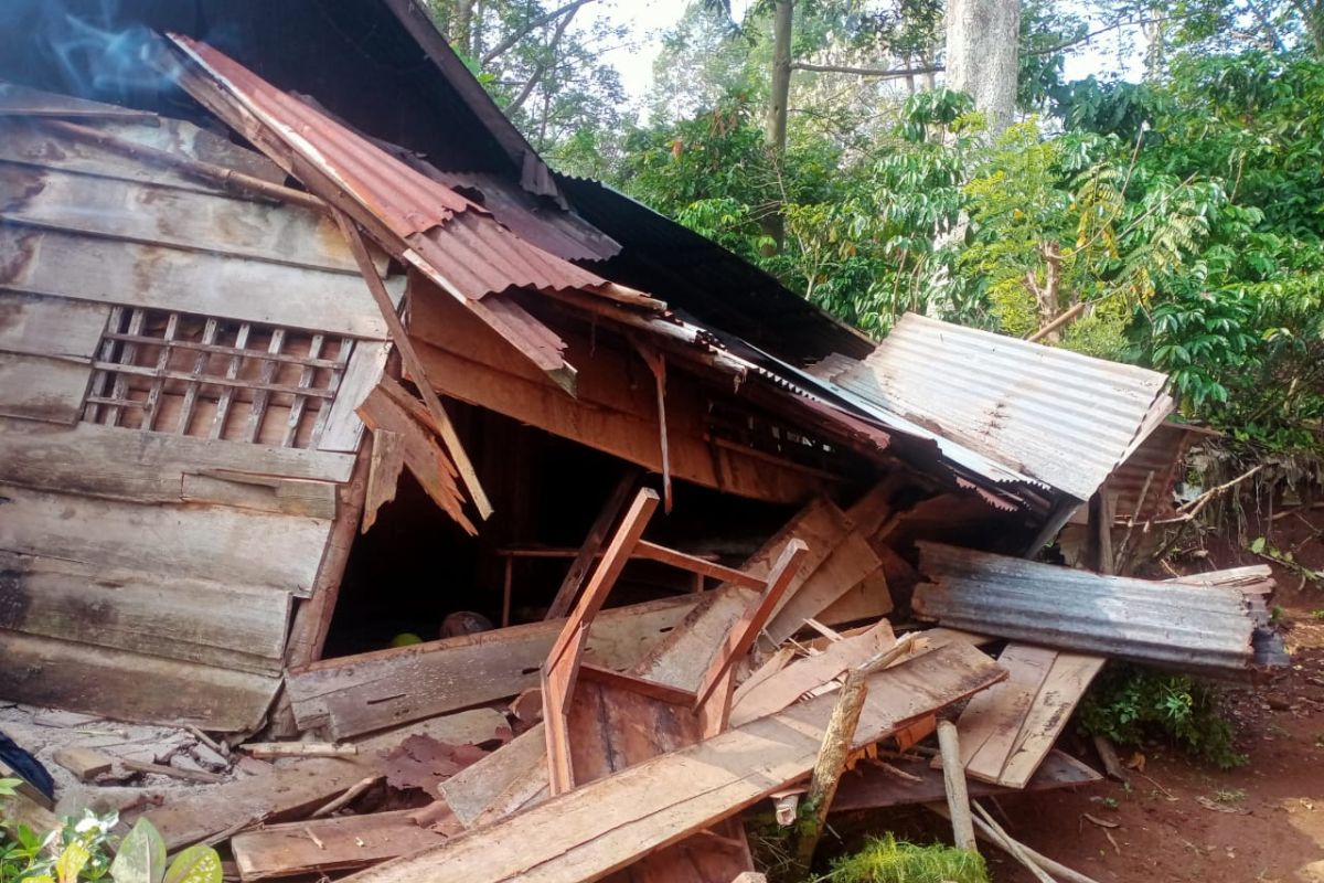 Serbuan Kawanan Gajah Liar: Rumah-rumah Warga di Suoh Lampung Barat Hancur Serbuan Kawanan Gajah Liar: Rumah-rumah Warga di Suoh Lampung Barat Hancur