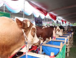 Rekor Populasi Ternak Lampung Mencapai 660.191 Ekor: Berita Terbaru!