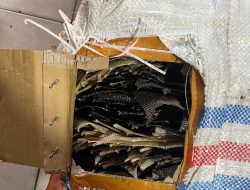 Gagalkan Penyelundupan 358 Kulit Ular dan Biawak: Aksi Heroik Polisi di Bakauheni