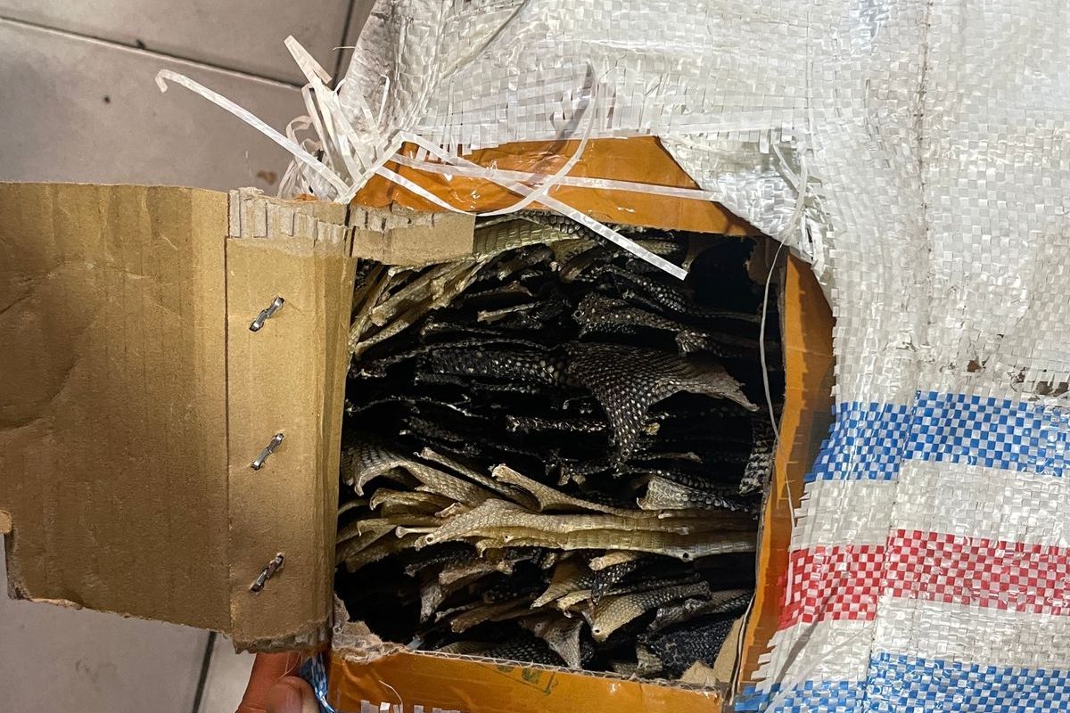 Gagalkan Penyelundupan 358 Kulit Ular dan Biawak: Aksi Heroik Polisi di Bakauheni