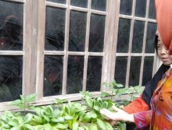 Bandarlampung Mendorong KWT Untuk Meningkatkan Ketahanan Pangan