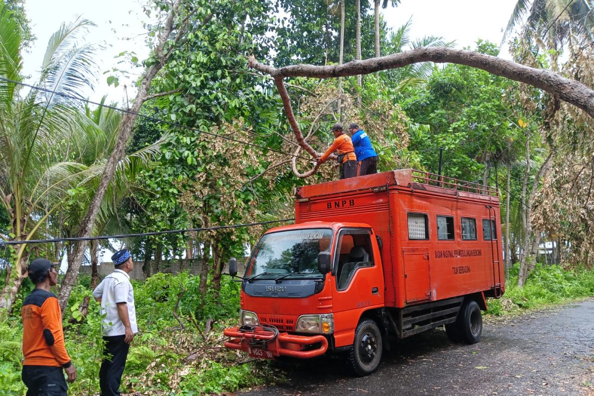 Evakuasi Darurat Pohon Tumbang oleh BPBD di Pesisir Barat