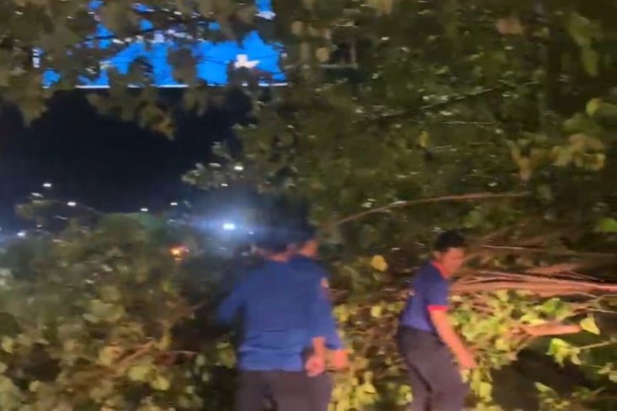 Tim Darurat Damkarmat Lampung Selatan Bersihkan Jalan Tol Bakauheni dari Pohon Tumbang