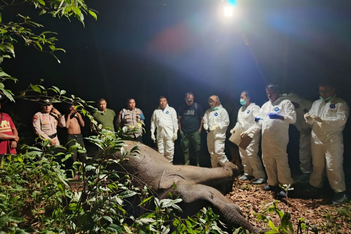 Tragedi Gajah di TN Way Kambas: Empat Gajah Tewas dalam Setahun Terakhir