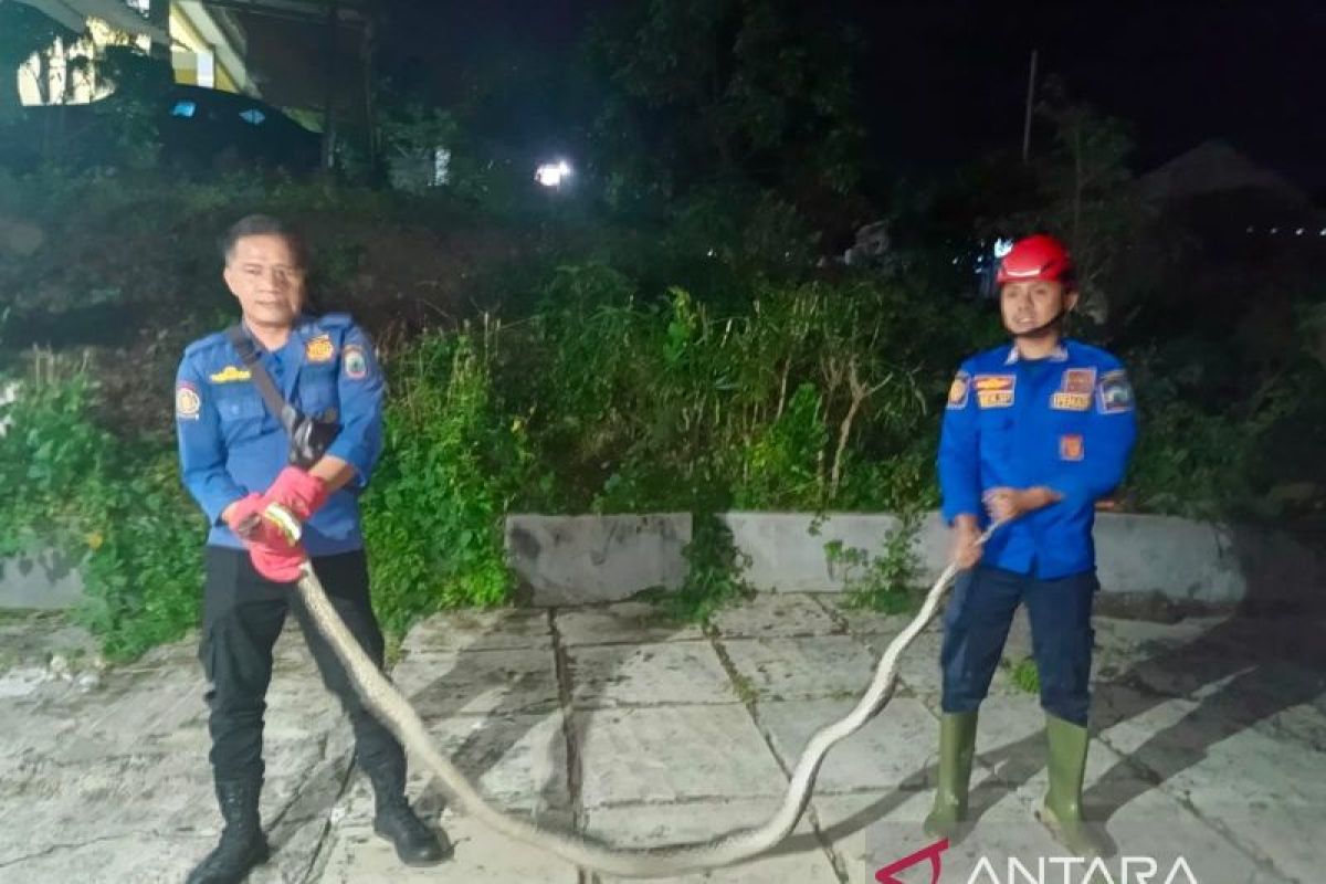 Penyelamatan Dramatis: Ular Sanca 3 Meter Diselamatkan Setelah Memangsa Kucing di Kalianda