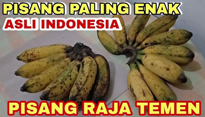 pisang raja bulu, pisang raja temen, pisang raja sajen pisang raja bulu, pisang raja temen, pisang raja sajen