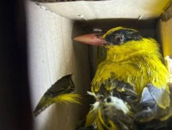 Selamatkan 18.689 Ekor Burung Liar: Kisah Sukses Karantina Lampung