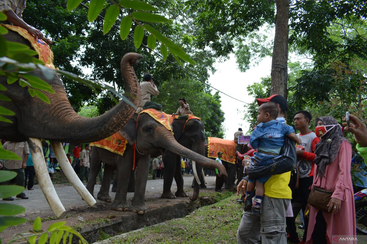 Festival Way Kambas Mendapat Dukungan Penuh dari Balai TNWK