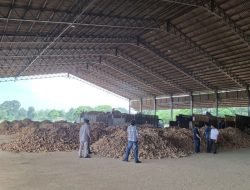 Peningkatan Mutu Ubi Kayu Lampung Sesuai Standar: Langkah Kementan