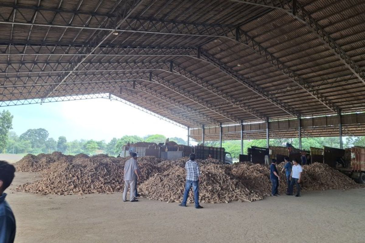 Peningkatan Mutu Ubi Kayu Lampung Sesuai Standar: Langkah Kementan