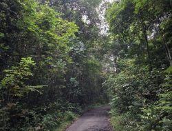 Kukang Sumatera di Lampung Timur: Kisah Konservasi yang Menginspirasi