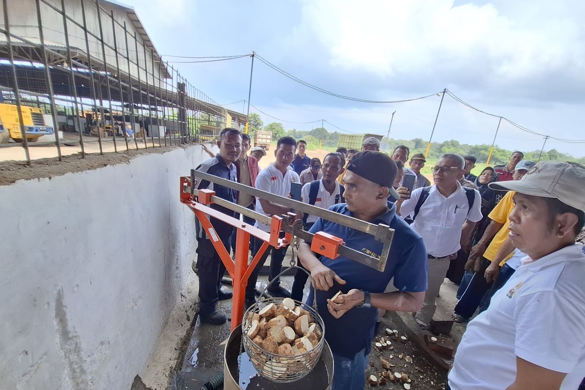 Mengapa Timbangan Singkong di Lampung Perlu Ditera Ulang?