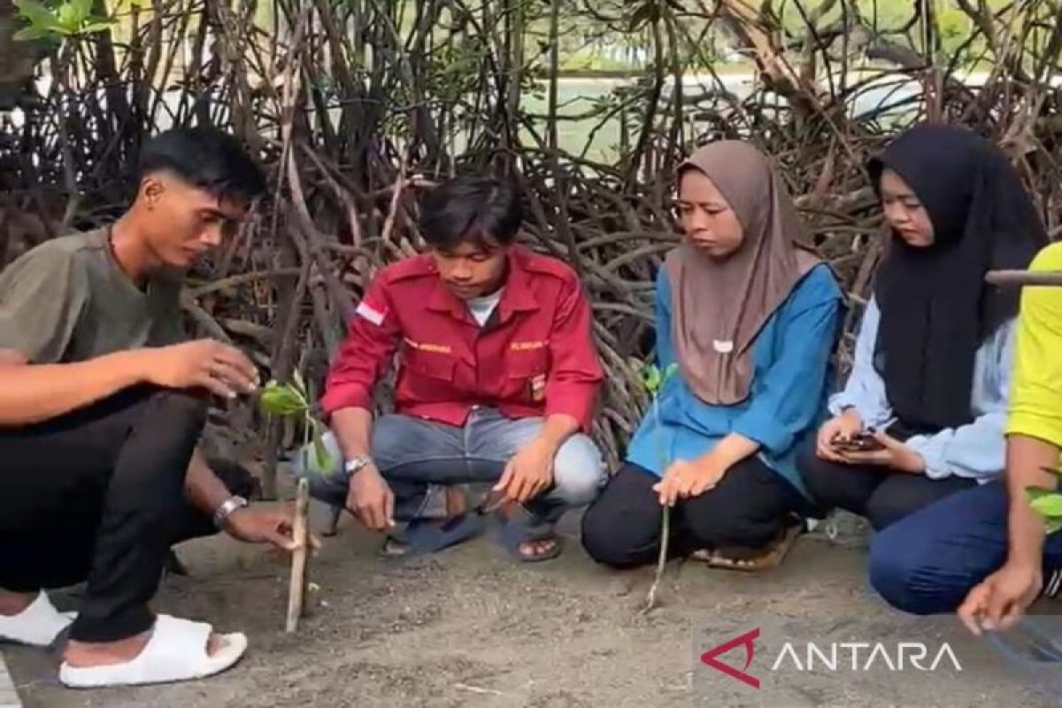 Menanam 500 Pohon Mangrove di Pulau Sebesi: Upaya Konservasi Alam yang Dilakukan oleh IMM Lamsel