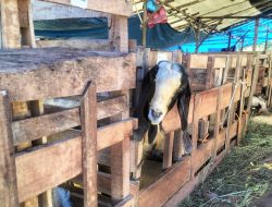 Razia Sukses Polres Lampung Selatan: Pencuri Hewan Ternak Dibekuk!