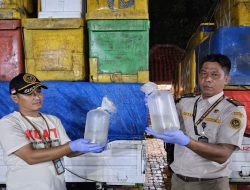 Gagal Gaya! Balai Karantina Lampung Temukan 1,6 Juta Udang Windu Ilegal di Bakauheni