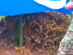 Menggemparkan! Harimau Sumatra Terjebak di Kandang di Perkebunan Pesisir Barat Lampung