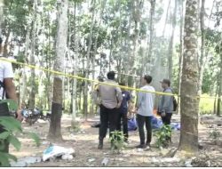 Kasus Sabung Ayam di Lampung Diserahkan ke Denpom: Apa yang Terjadi Selanjutnya?